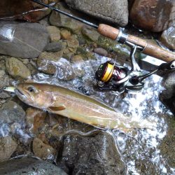 渓流ミノーイング　大イワナ！